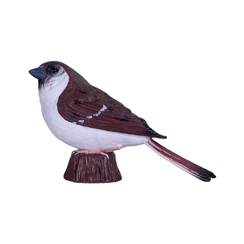 House Sparrow - Mojo Birds